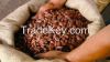 COCOA BEANS