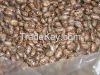 CASTOR SEEDS FOR SALE