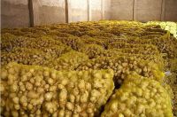 HIGH QUALITY FRESH ORGANIC GINGER AVAILABLE IN STOCK