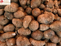 Happy Fresh Harvest -Taro Edition