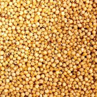 High Grain sorghum at wholesale