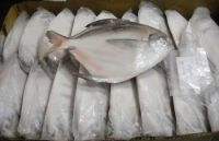 Frozen pomfret fish