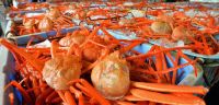 Snow crab whole and legs