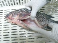 frozen tilapia fish