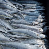 Quality Fish Frozen Ribbonfish
