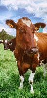 Live Healthy Cows and Holstien Heifer Cows For Sale