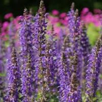Well Rooted, Salvia Divinorum Plants