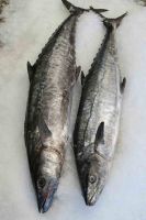 WHOLESALE FROZEN/FRESH/SMOKED KING FISH