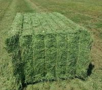 Round bale alfalfa hay