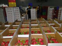 Viet Nam Dragon fruit - Song Nam