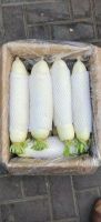 Export of white radishes from China