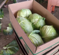 Export of cabbages from China