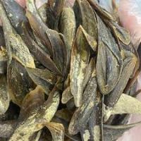 Operculum sea shell for sale