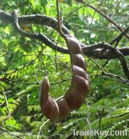 Sell Medical Croton oil, oleum tiglii, oleum crotonis, Croton tiglium oil