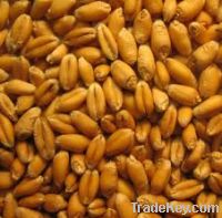 Red hard Winter Wheat