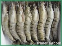 Frozen Prawns