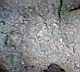 Sell Molybdenum concentrate Mo 48-52 %