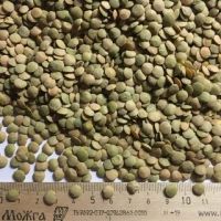 Lentils