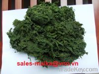 Sell ulva lactuca