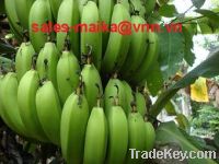 Sell cavendish banana