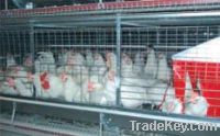 Sell Cage Equipment For Breeders Housing