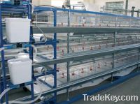Sell Cage Equipment For Pullets And Broilers Growing