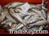 Frozen Haddock Fish