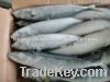 Frozen mackerel fish