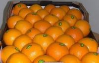 Navel, Valencia, Citrus fruit, Fresh orange Exporters, Supplier