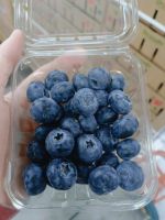 Blueberry Exporters Premium Fresh 2025 Harvest