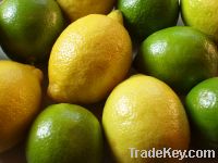 FRESH LEMON FRUIT CITRUS