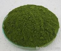 MORINGA LEAF POWDER