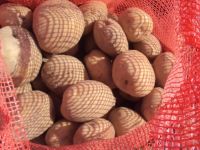 High quality Fresh Potatoes