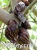 Live Land Snails For Sale