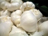 high quality dehydrated garlic an fresh garlic for sale
