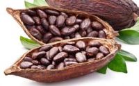 quality cocoa beans for sell