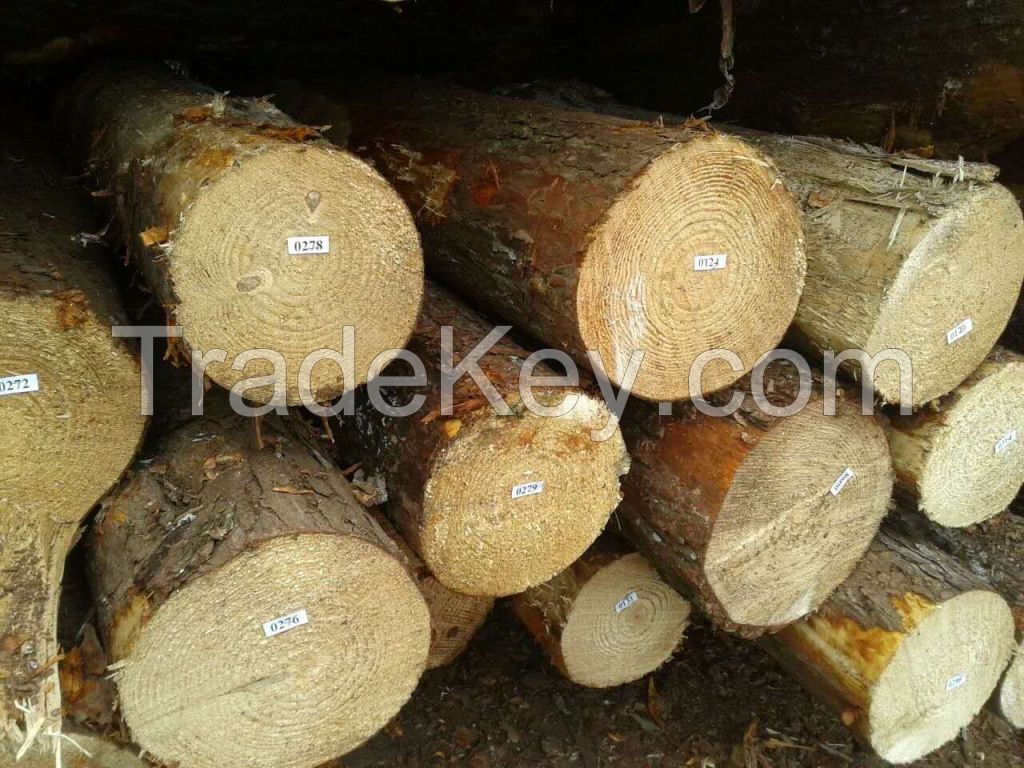 Southern Yellow Pine