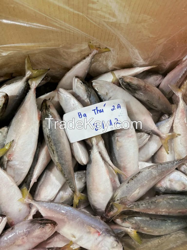 Frozen Short-bodied Mackerel