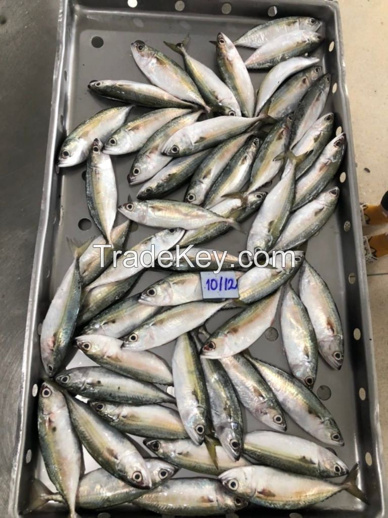 Frozen Short-bodied Mackerel