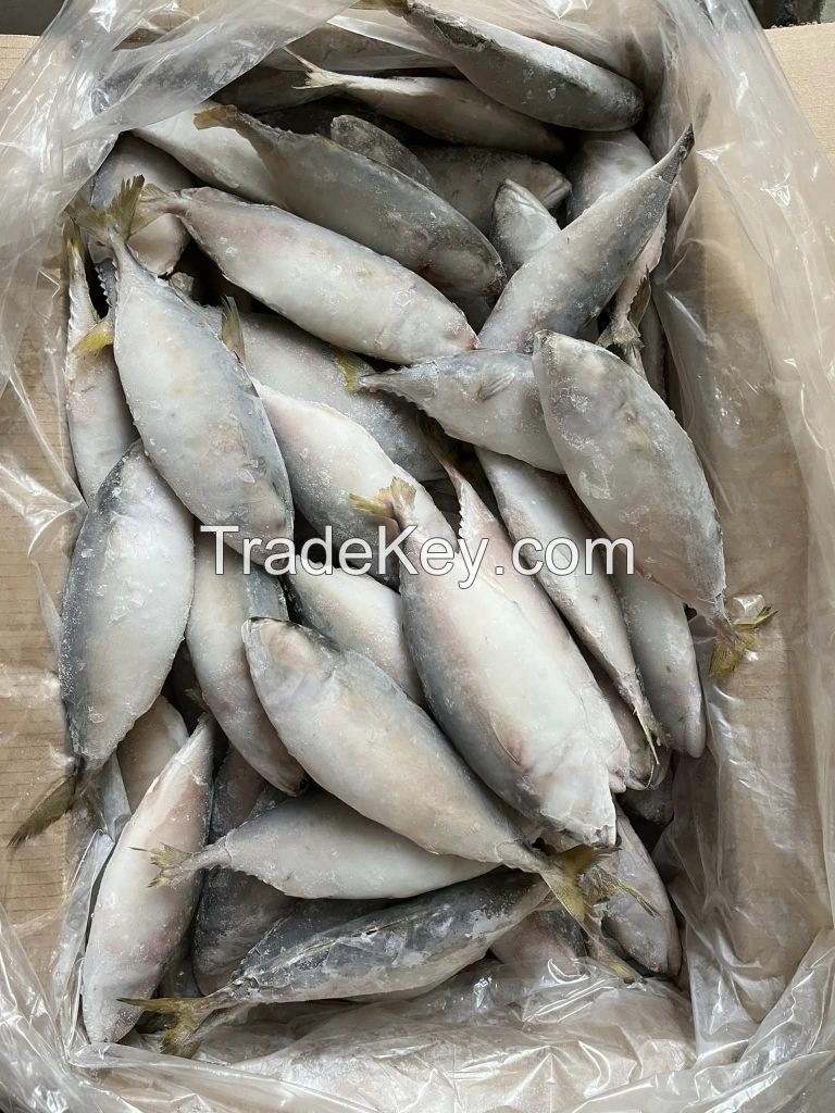 Frozen Short-bodied Mackerel