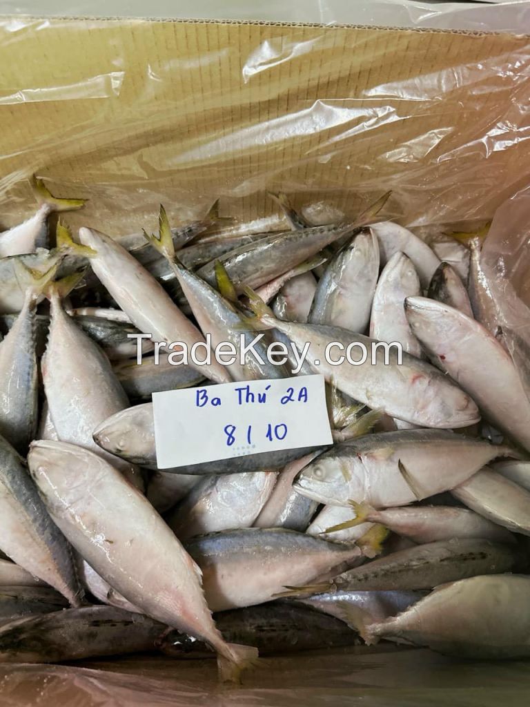 Frozen Short-bodied Mackerel