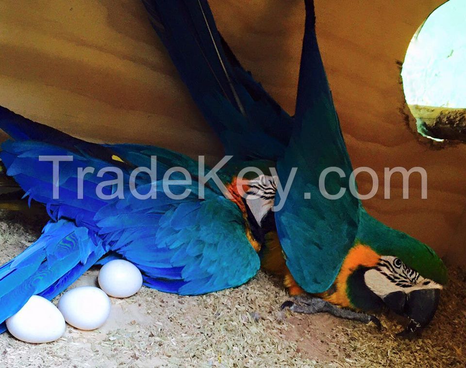 Fertile Hatching Parrot Eggs