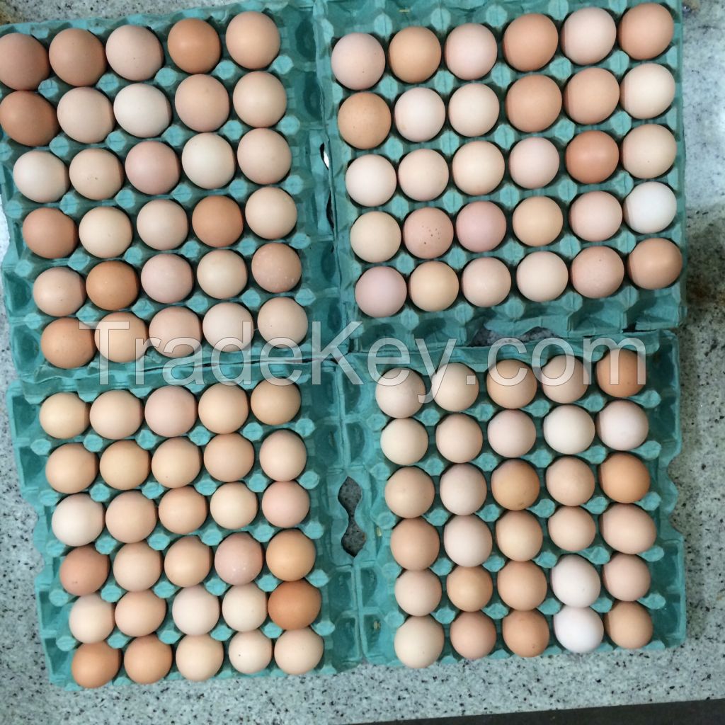 Chicken Eggs