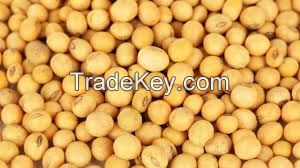 soybean