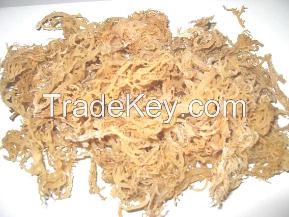 Dried Cottonii Seaweed