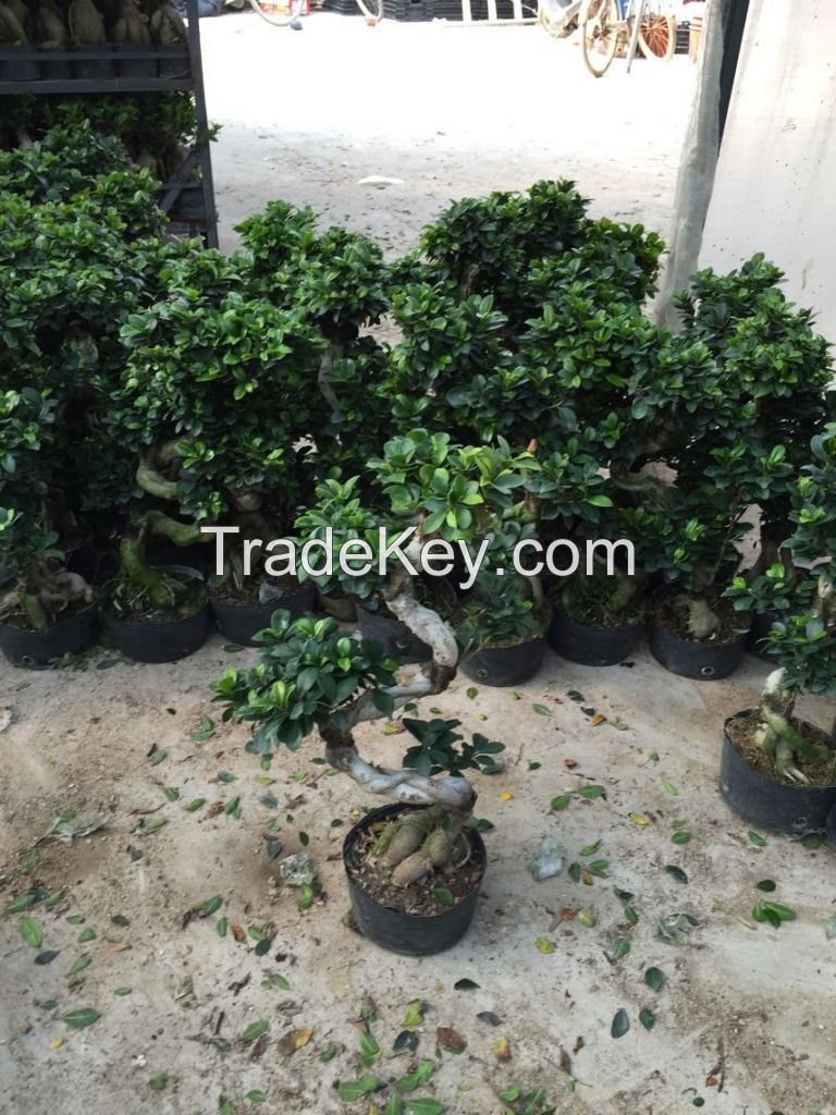 S Shaped Bonsai Ficus Microcarpa