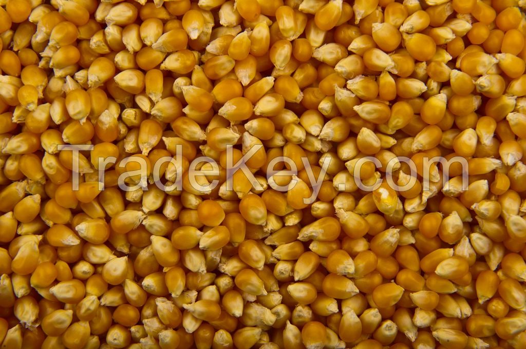 Corn from Russia