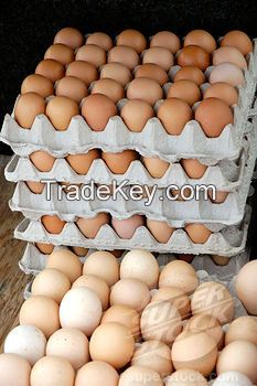 Fresh Chicken Eggs