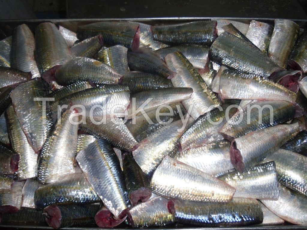 FROZEN SARDINELLA AURITA HGT