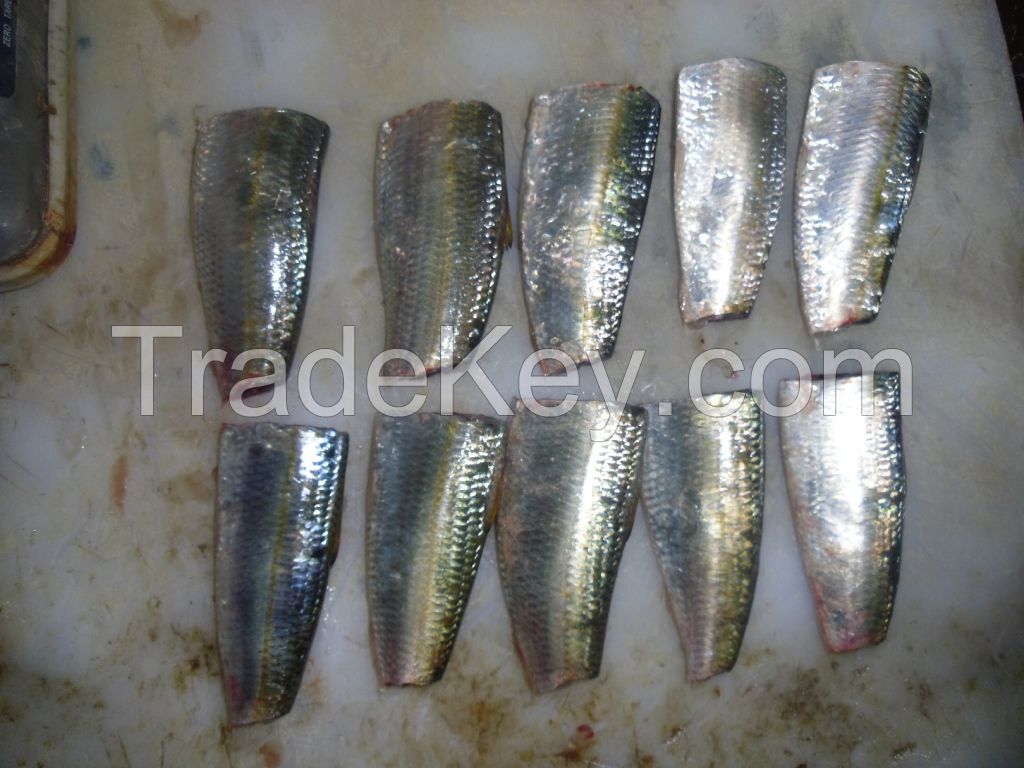 FROZEN SARDINELLA AURITA HGT